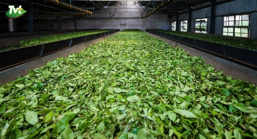 Chế biến trà ô long