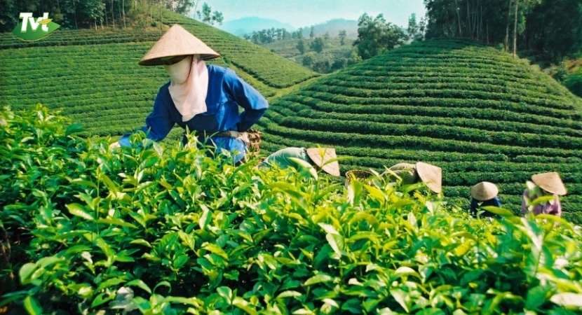 Chế biến trà xanh